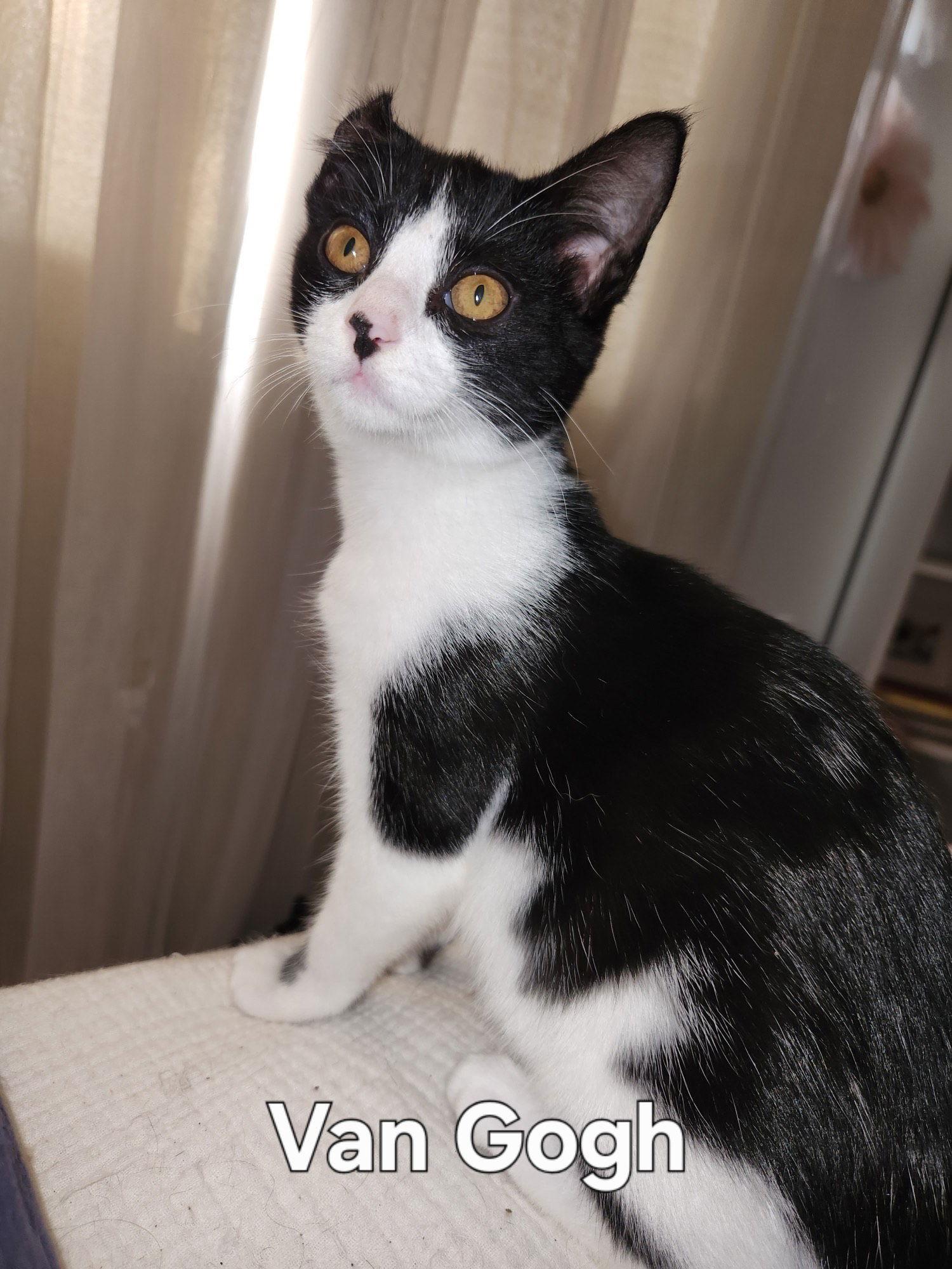 Van Gogh, Adoptable, Young Female Domestic Short Hair.