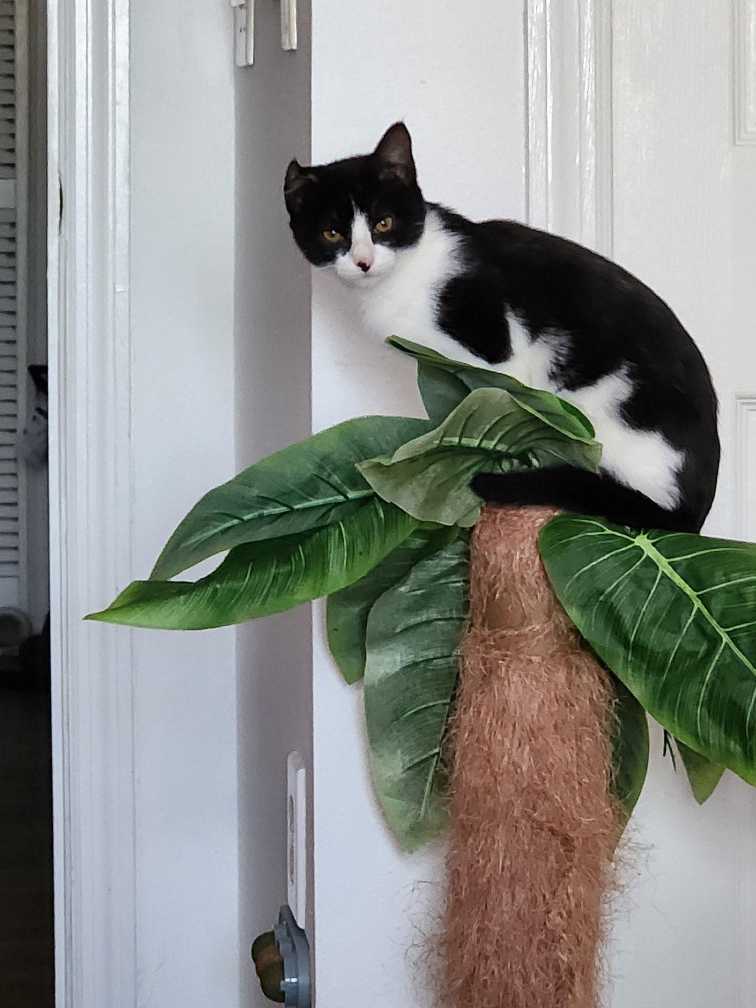 Enlarge Van Gogh, a Adoptable Domestic Short Hair in Land O Lakes, FL image 2/2