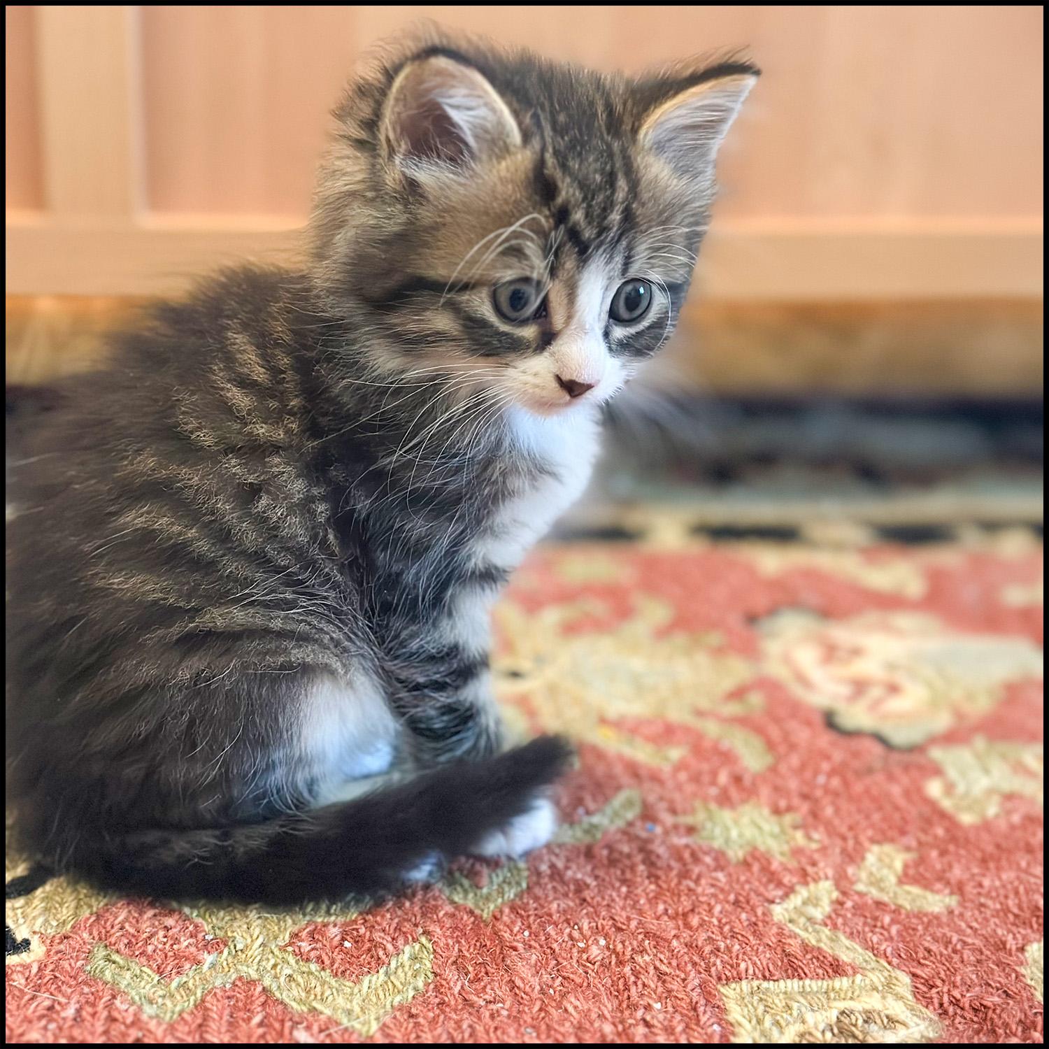Rokie, adopted, Young Male Domestic Medium Hair & Tabby.