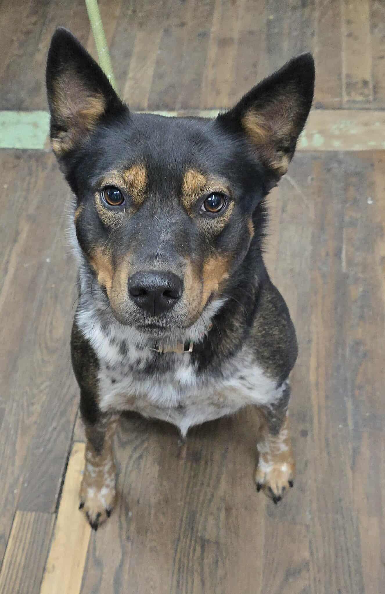 Ruby *foster needed*