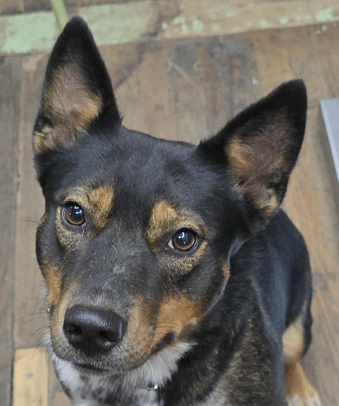 Ruby *foster needed*