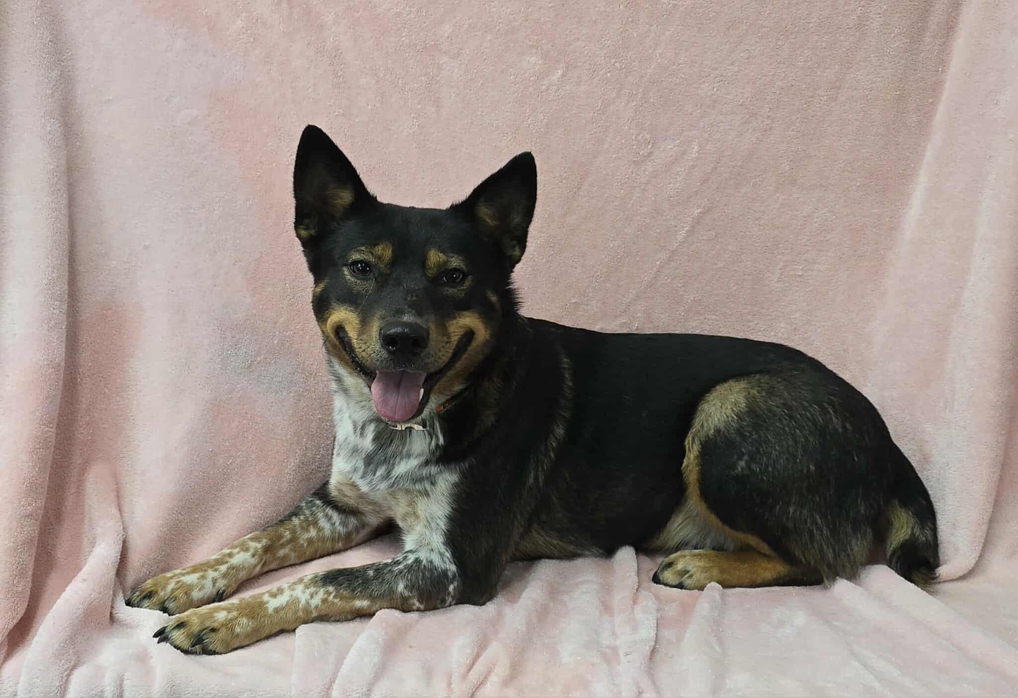 Ruby *foster needed*