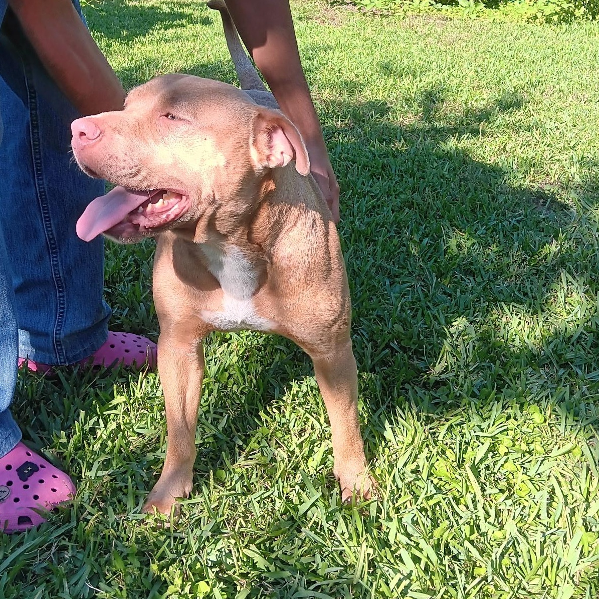 Enlarge Bubs, a Adoptable mixed breed in Cedar City, UT image 2/6