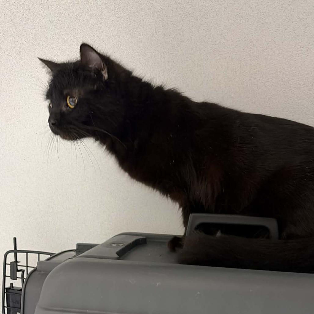 Selena ARC2026 - 035, Adoptable, Adult Female Domestic Short Hair.