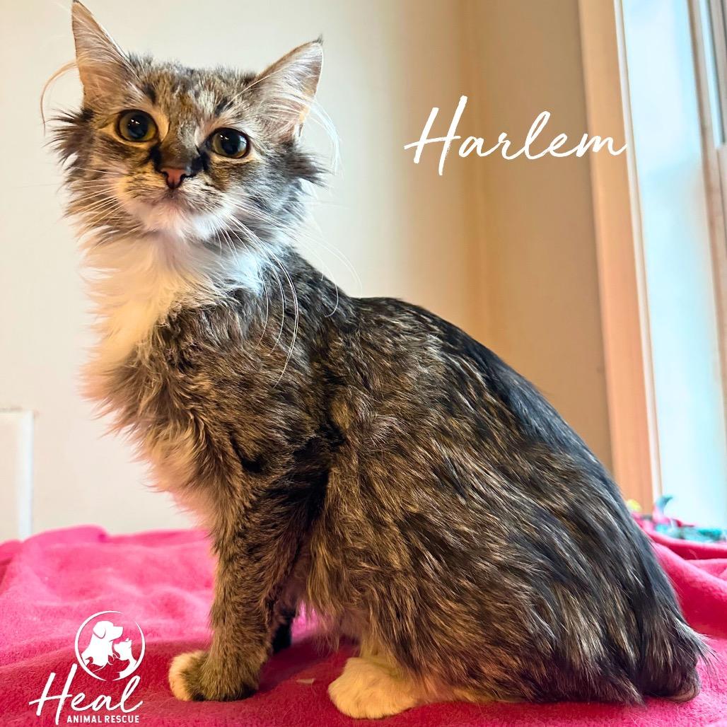 Harlem, Adoptable, Young Male Domestic Medium Hair.