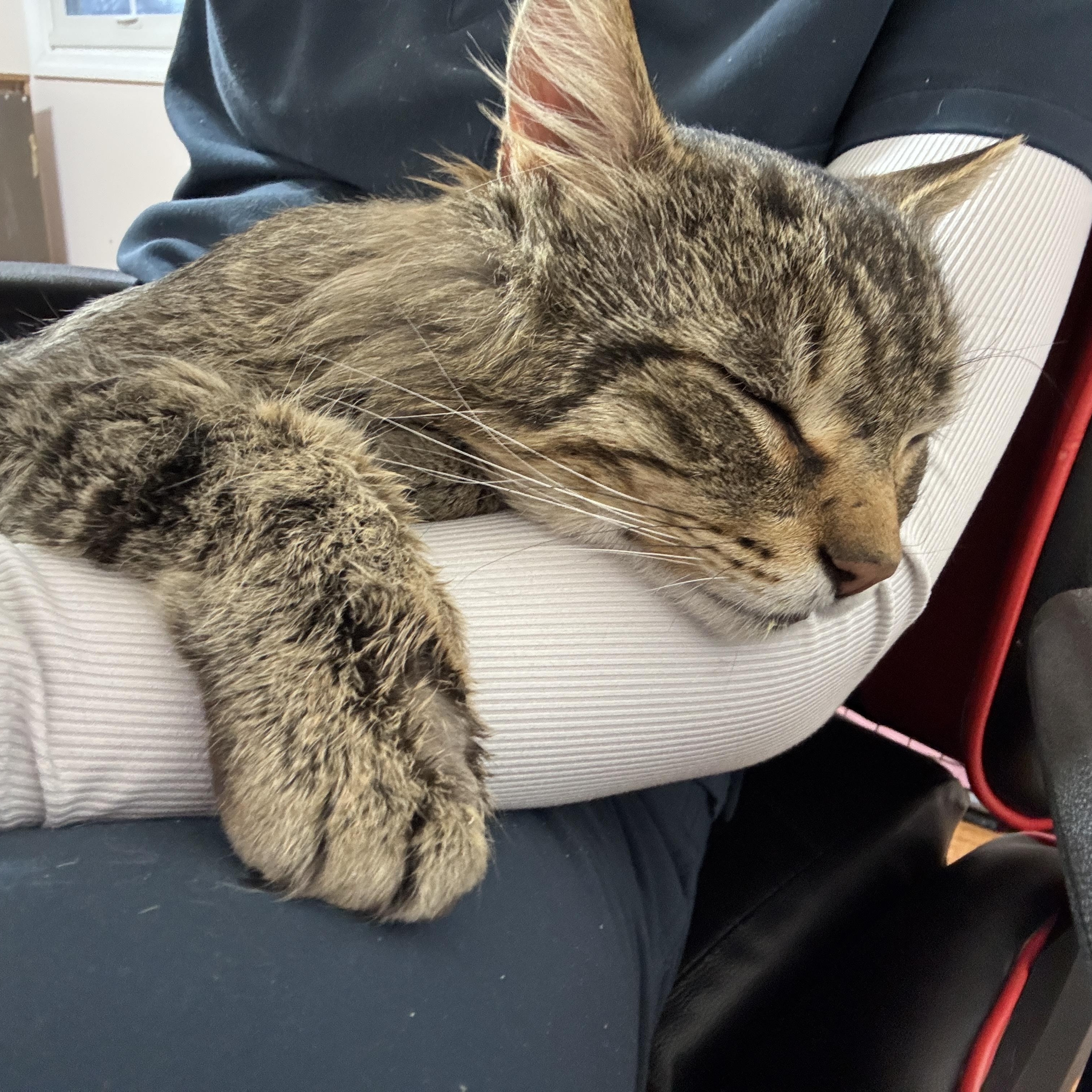 Enlarge Rajah, a Adoptable Domestic Medium Hair in Wheeling, IL image 6/6