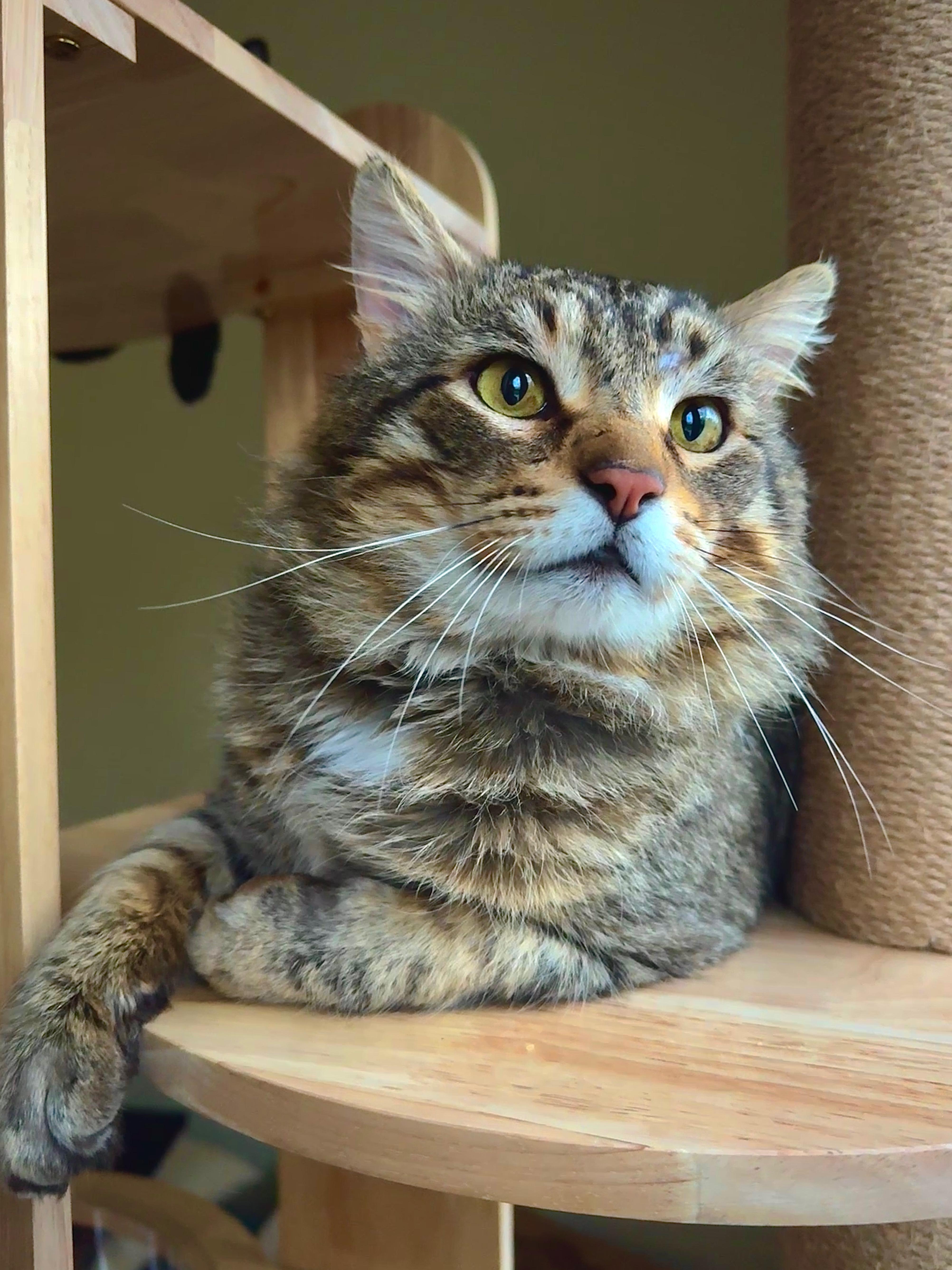 Rajah, Adoptable, Adult Male Domestic Medium Hair.