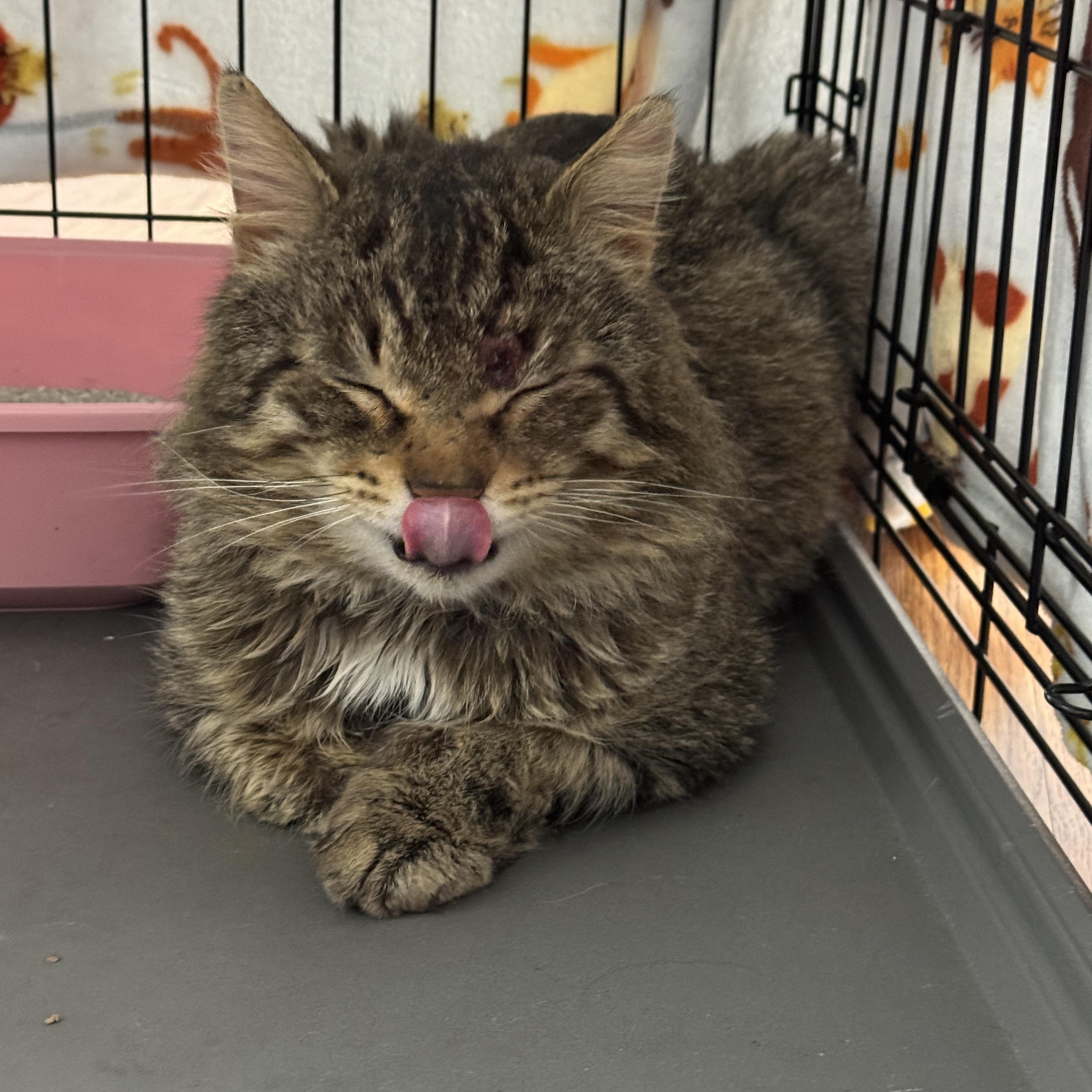 Enlarge Rajah, a Adoptable Domestic Medium Hair in Wheeling, IL image 2/6