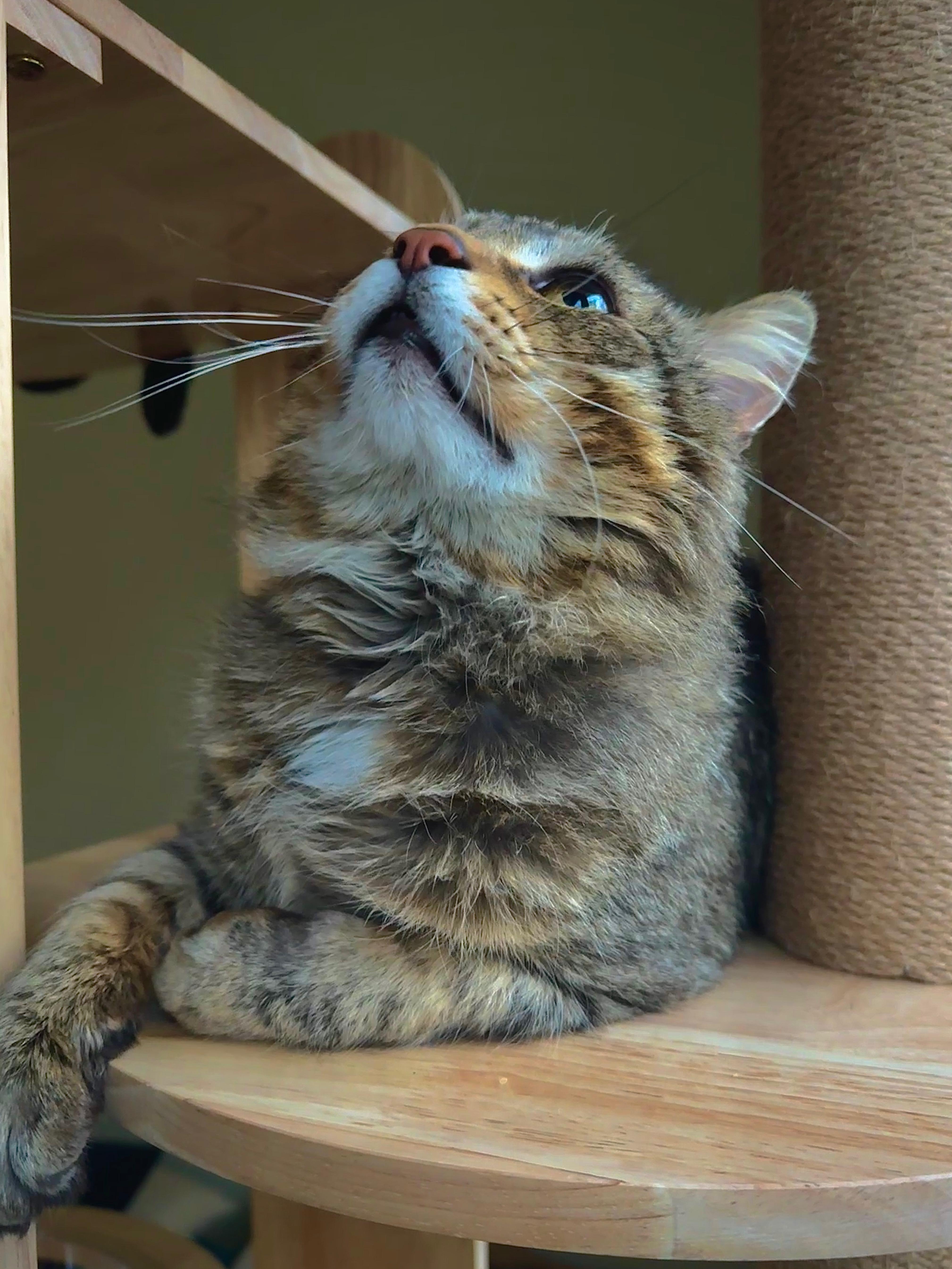 Enlarge Rajah, a Adoptable Domestic Medium Hair in Wheeling, IL image 4/6