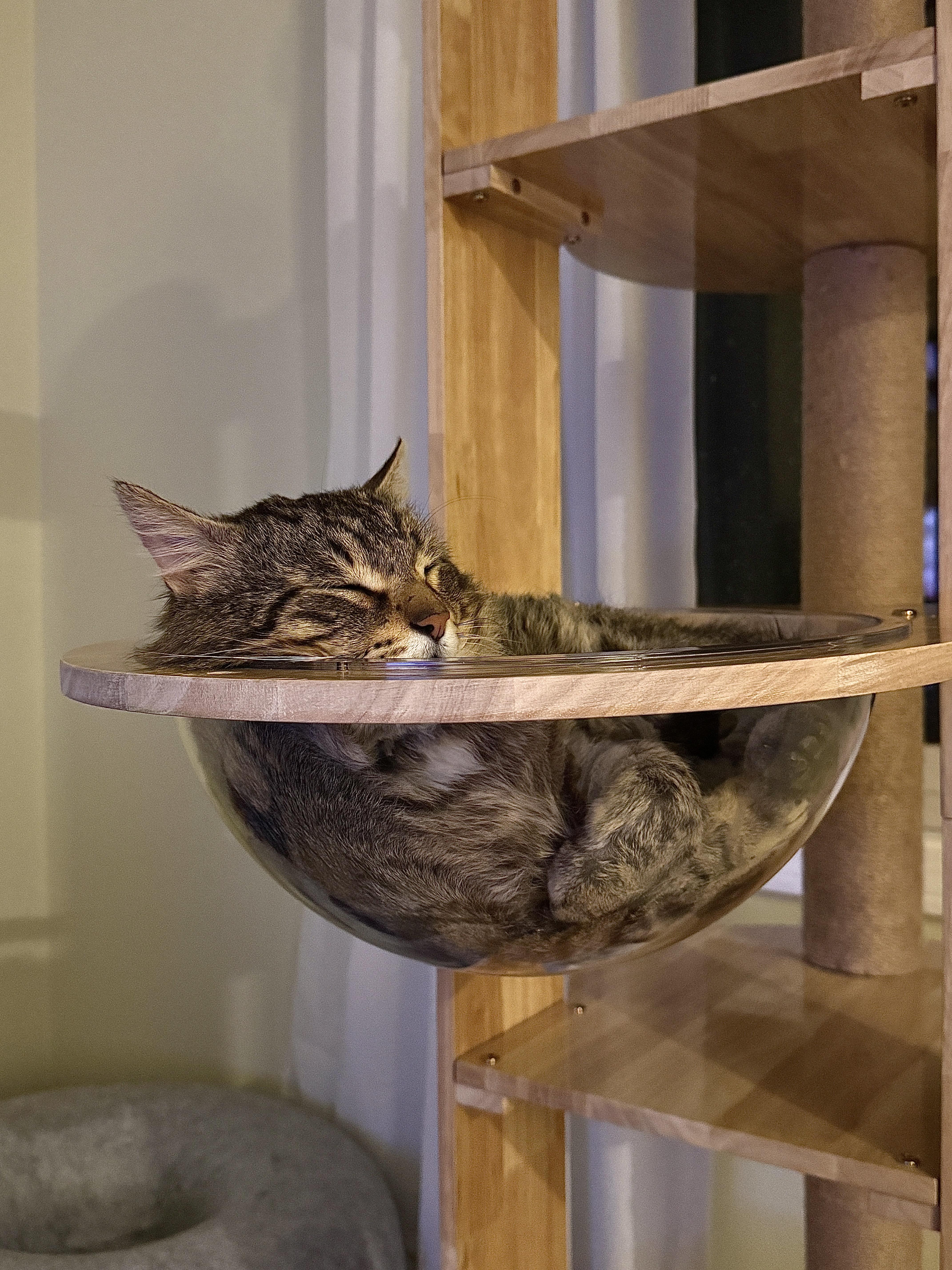 Enlarge Rajah, a Adoptable Domestic Medium Hair in Wheeling, IL image 5/6