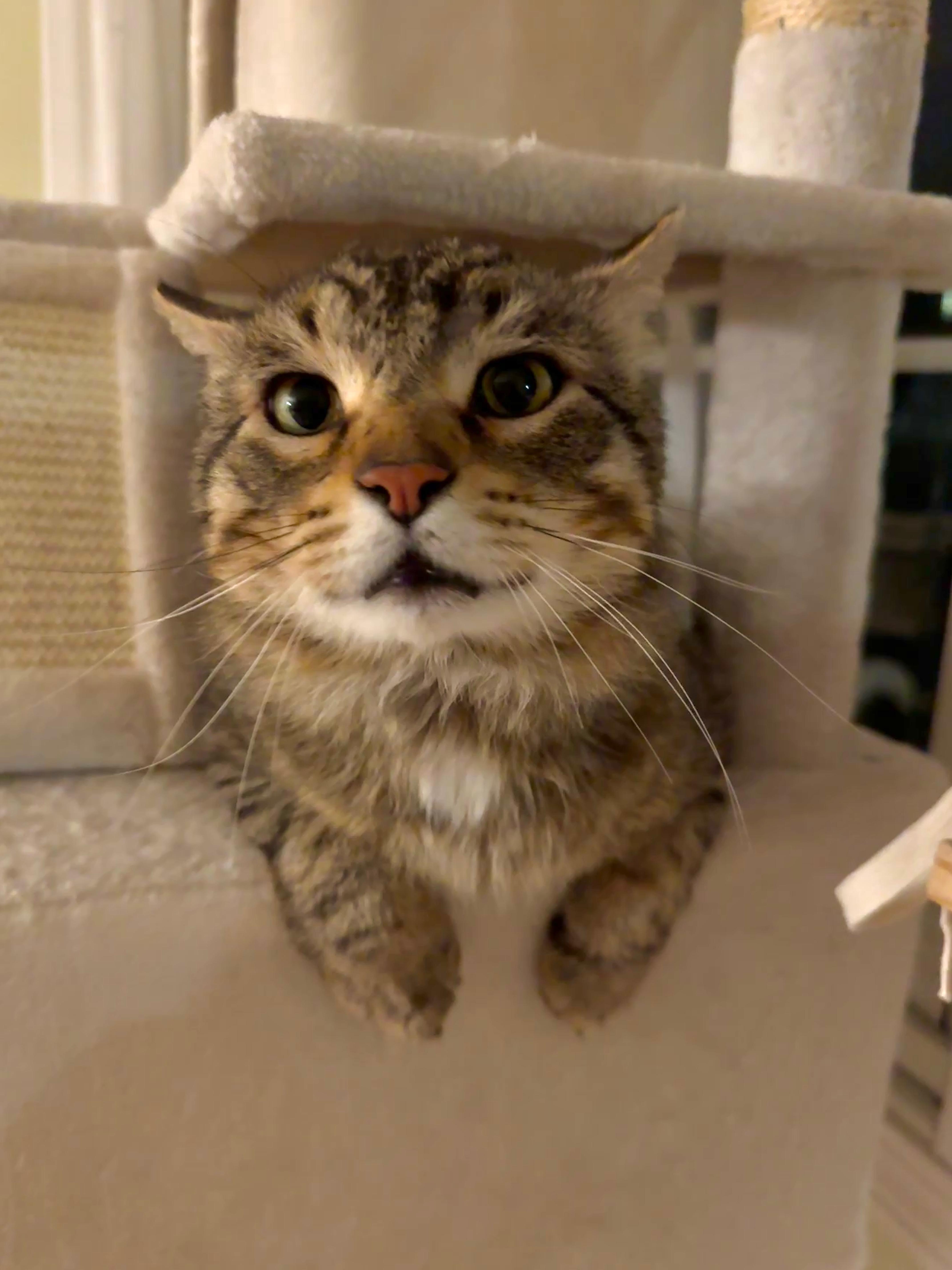 Enlarge Rajah, a Adoptable Domestic Medium Hair in Wheeling, IL image 3/6