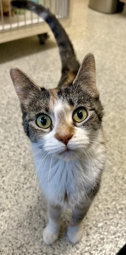 Mitzi, Adoptable, Adult Female Calico.