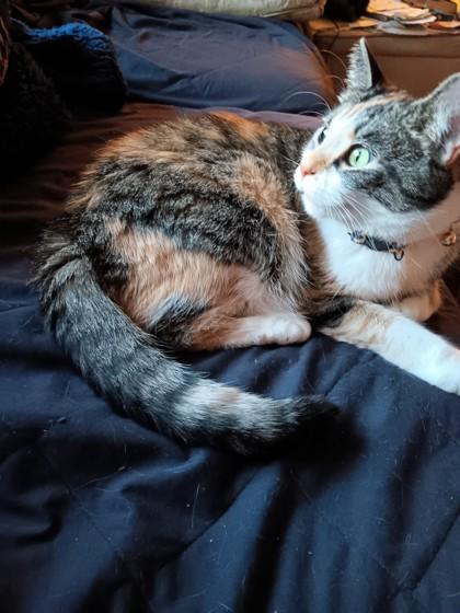 Mitzi, a Adoptable Calico in Downers Grove, IL image 2/3