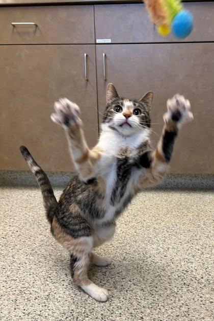Mitzi, a Adoptable Calico in Downers Grove, IL image 3/3