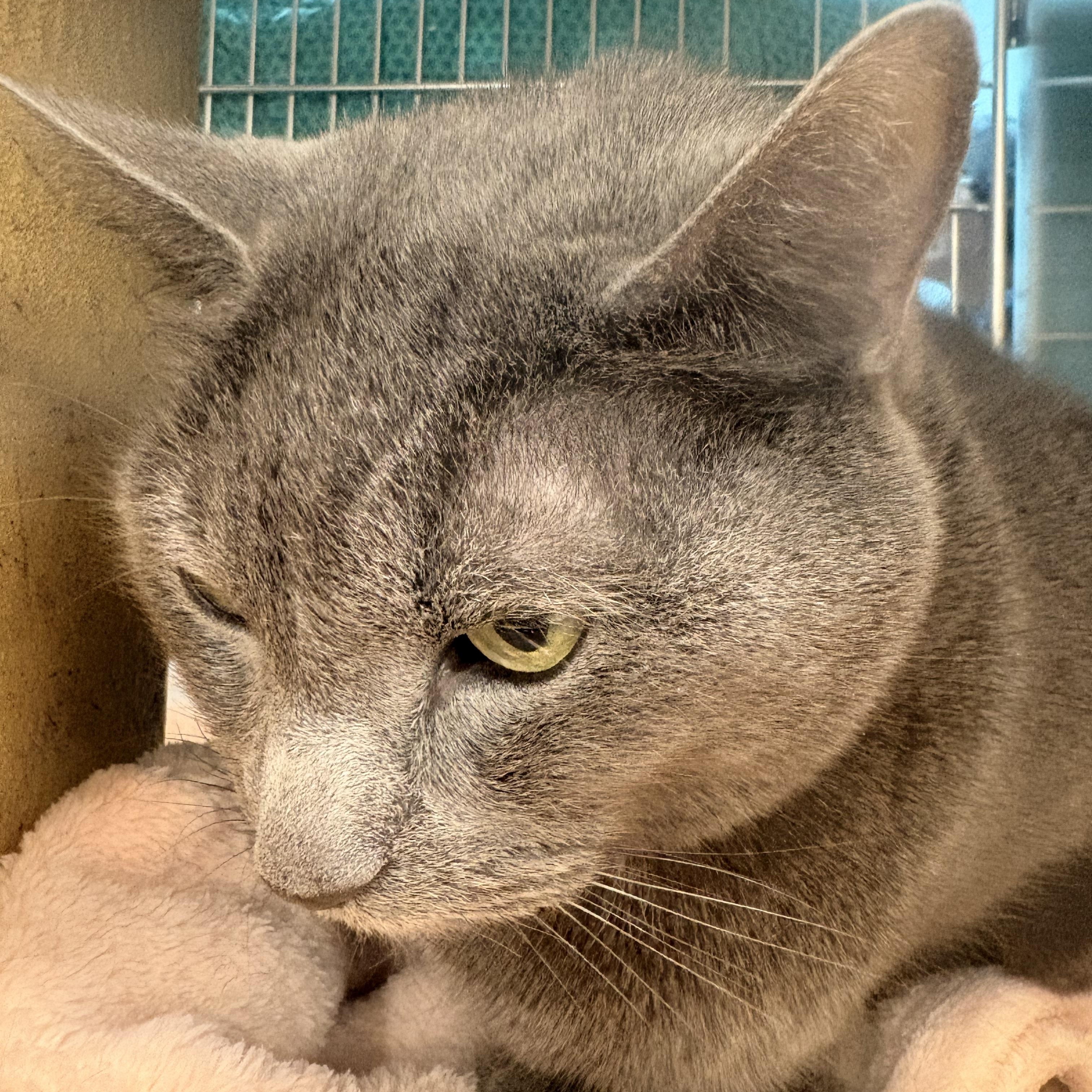 Stormi, ADOPTABLE, Adult Female Domestic Short Hair.