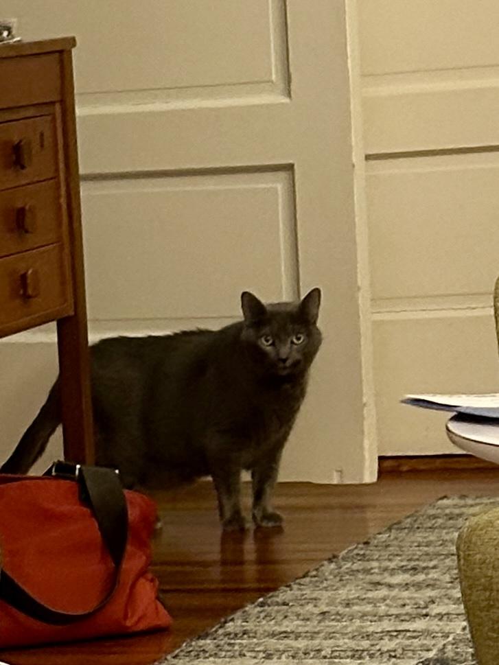 Enlarge Stormi, a ADOPTABLE Domestic Short Hair in Cambridge, MA image 4/5