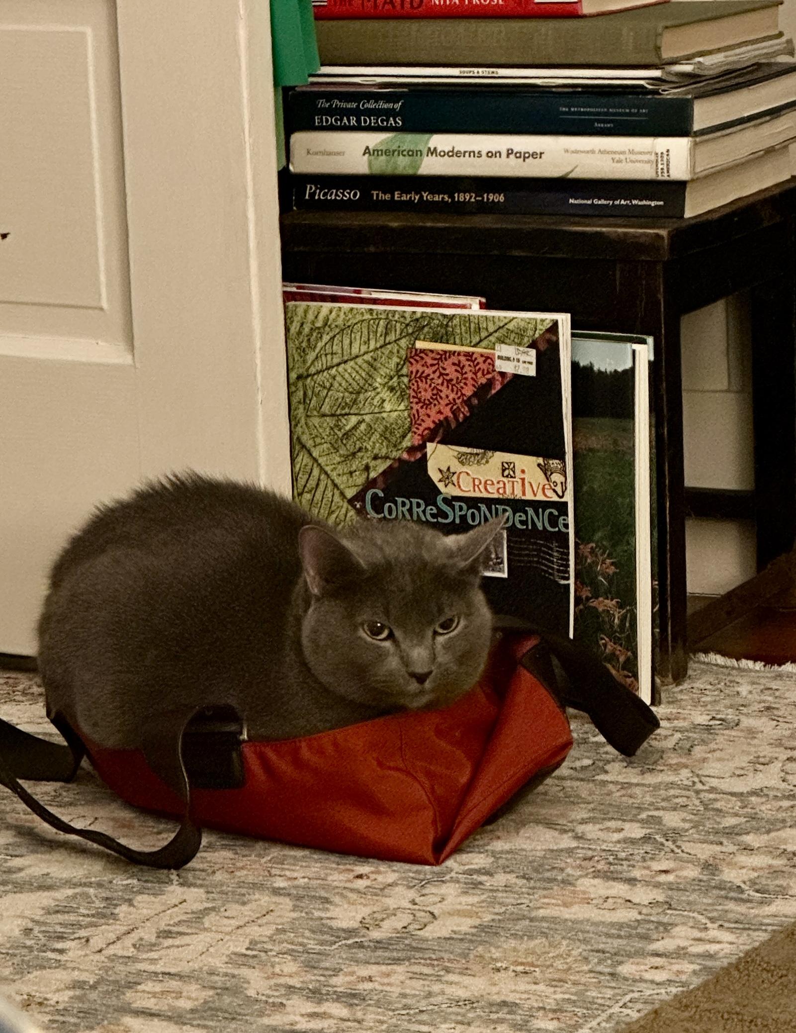 Enlarge Stormi, a ADOPTABLE Domestic Short Hair in Cambridge, MA image 2/5