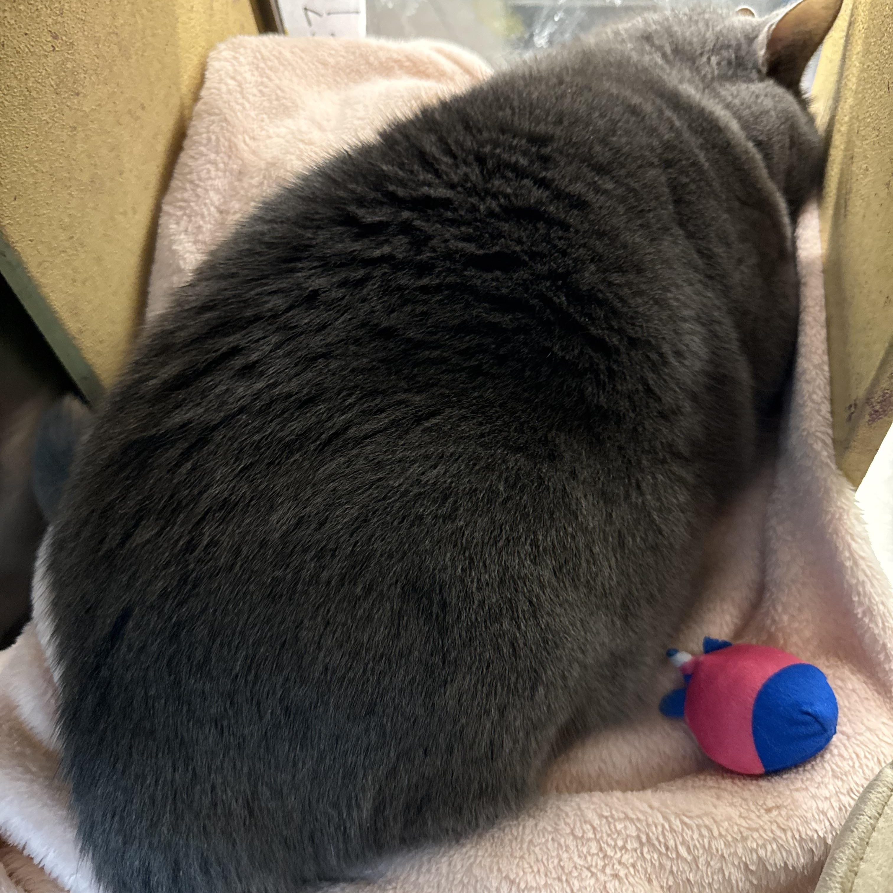 Enlarge Stormi, a ADOPTABLE Domestic Short Hair in Cambridge, MA image 3/3