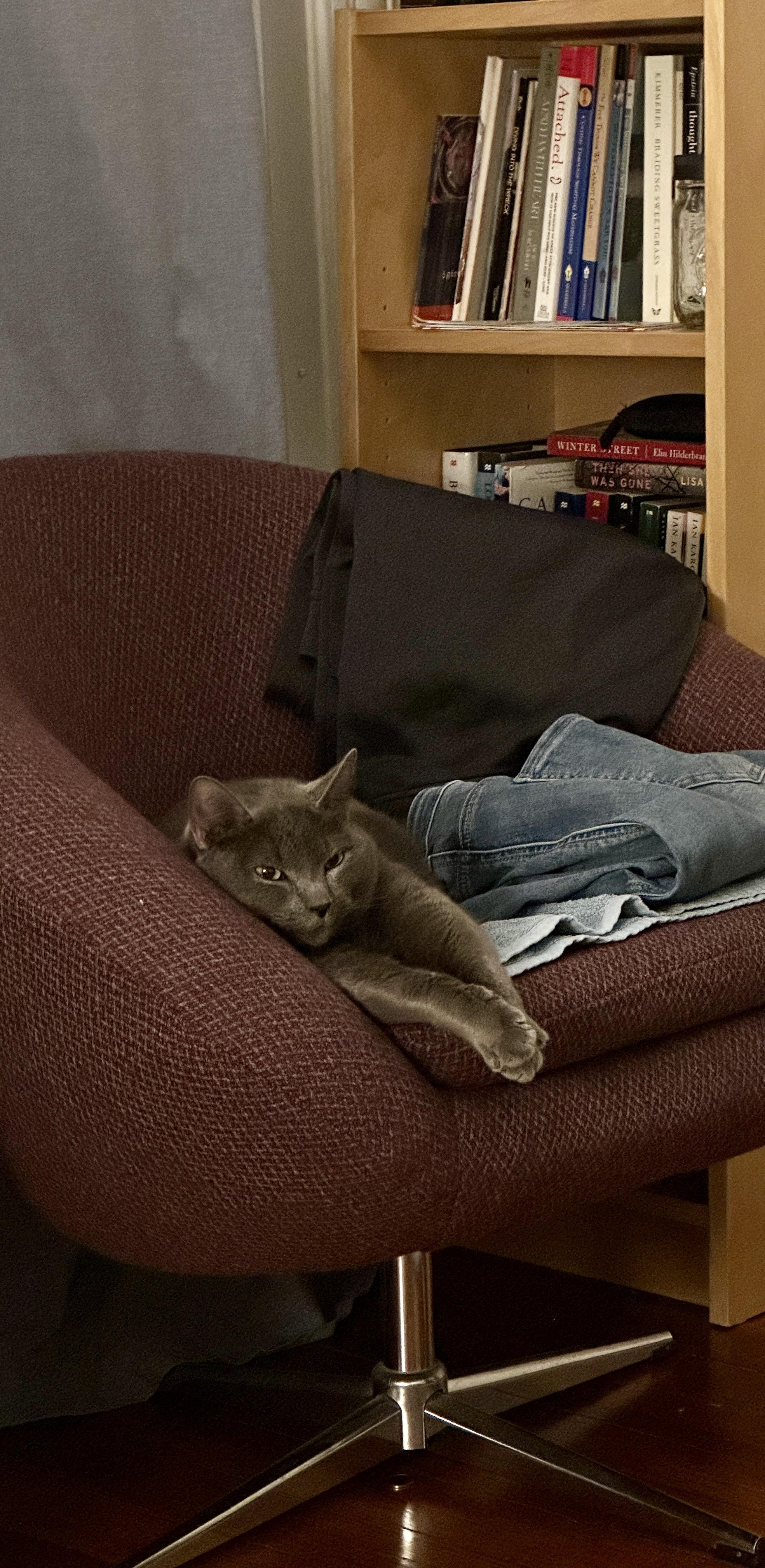 Enlarge Stormi, a ADOPTABLE Domestic Short Hair in Cambridge, MA image 3/5