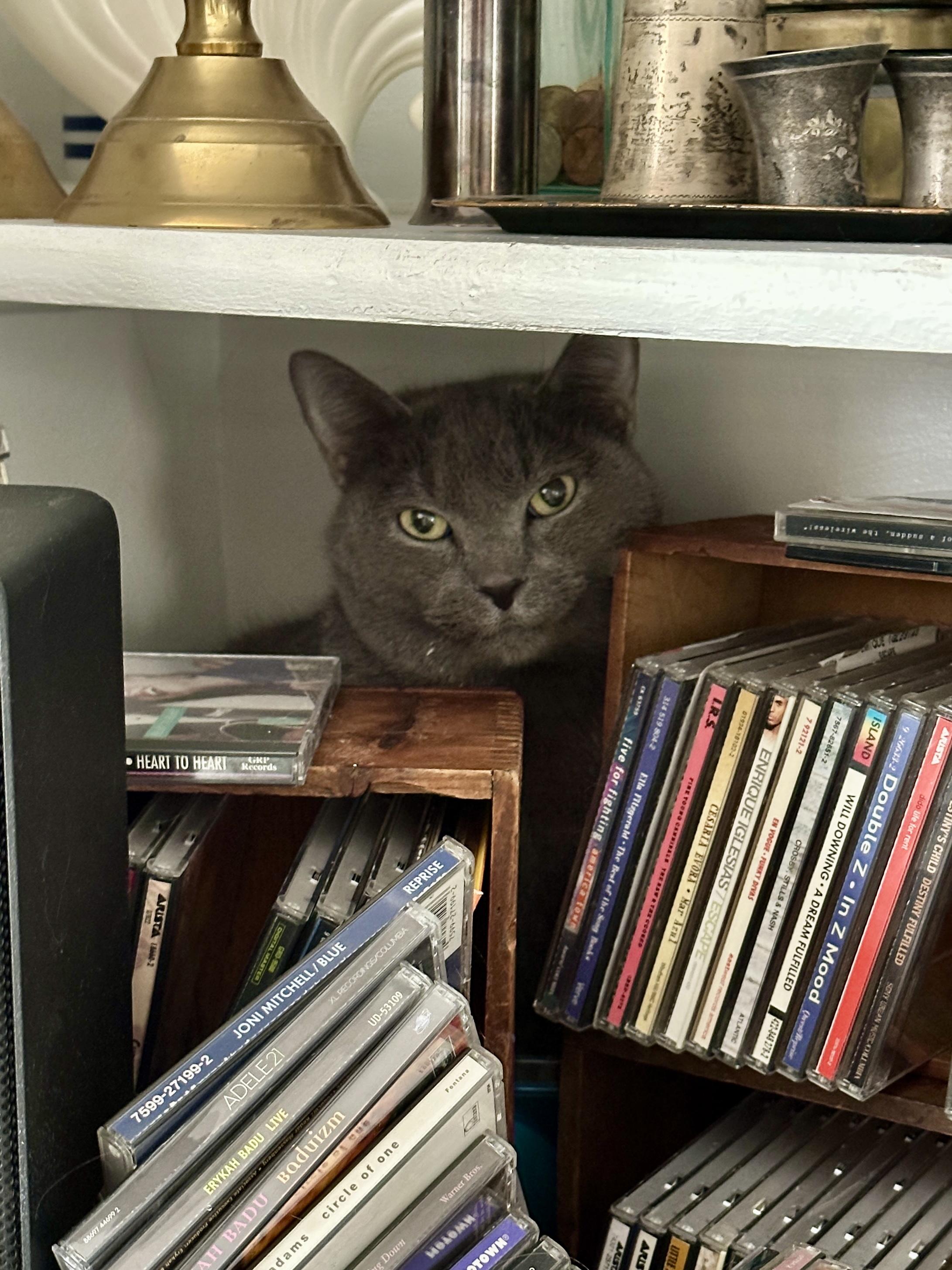 Enlarge Stormi, a ADOPTABLE Domestic Short Hair in Cambridge, MA image 1/5