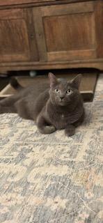 Stormi, a ADOPTABLE Domestic Short Hair in Cambridge, MA image 5/6