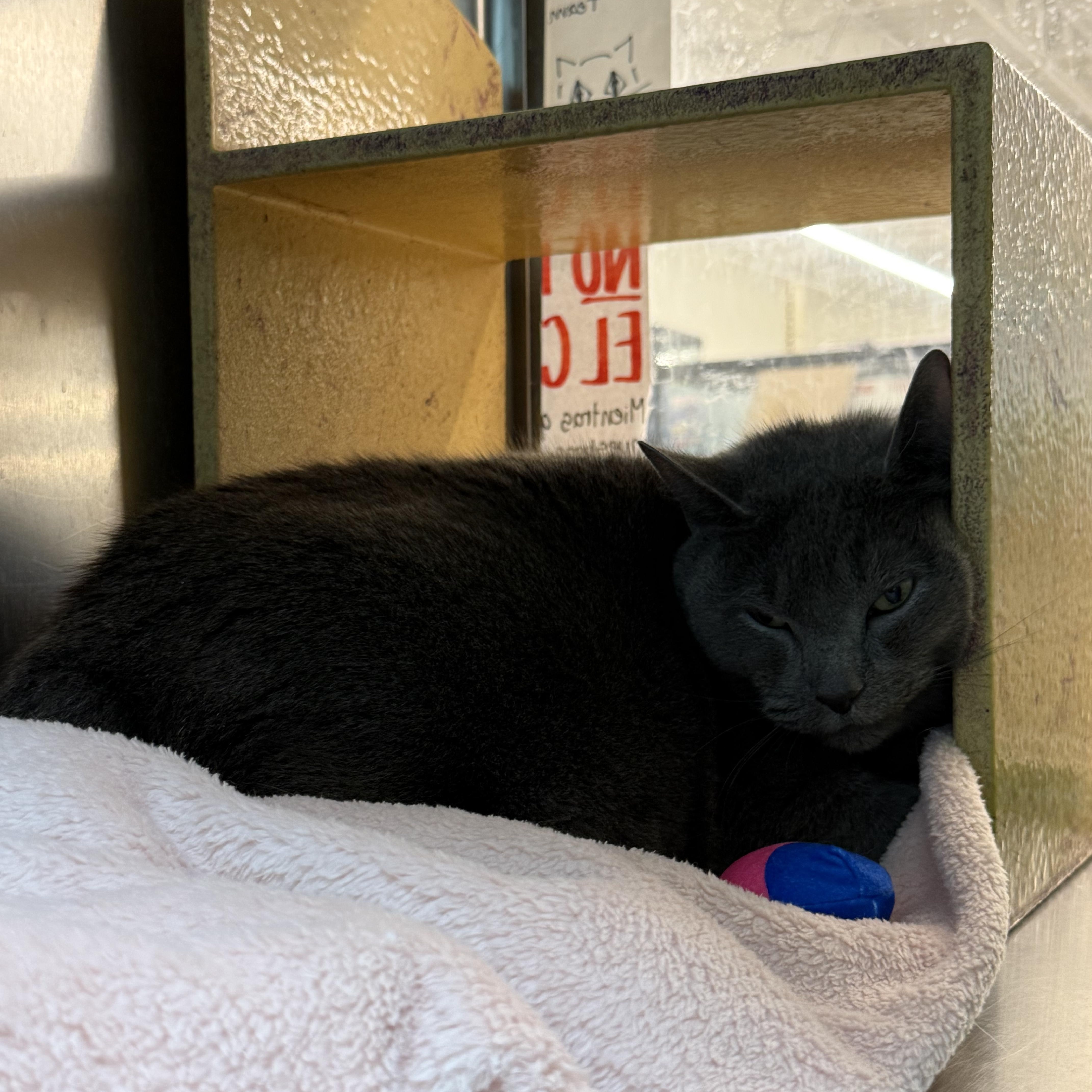 Enlarge Stormi, a ADOPTABLE Domestic Short Hair in Cambridge, MA image 2/3