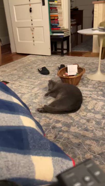 Enlarge Stormi, a ADOPTABLE Domestic Short Hair in Cambridge, MA video 6/6