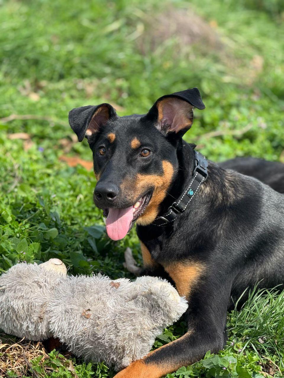 Myra, Adoptable, Young Female Doberman Pinscher & German Shepherd Dog.