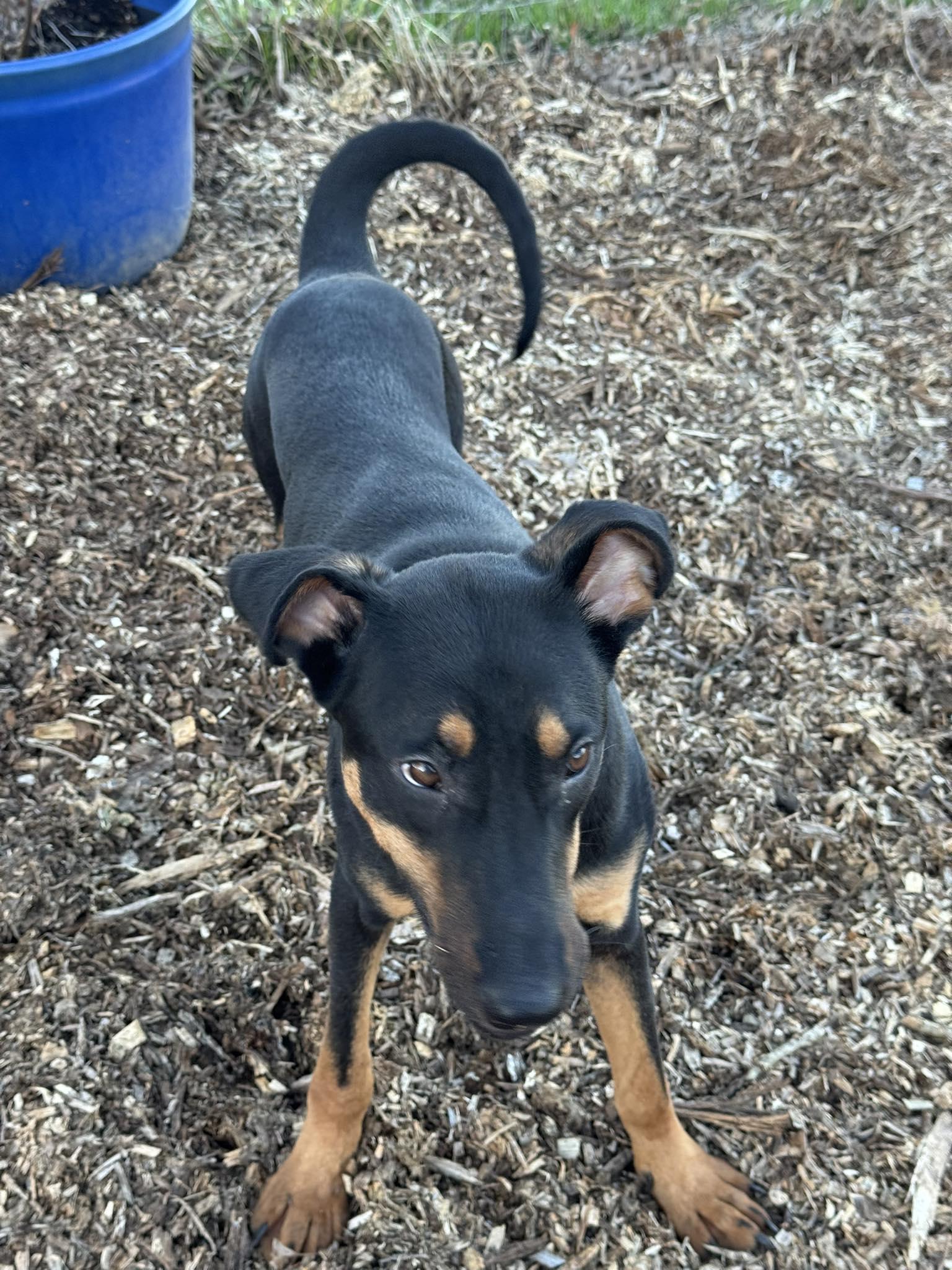 Enlarge Myra, a Adoptable mixed breed in Morgantown, WV image 2/3