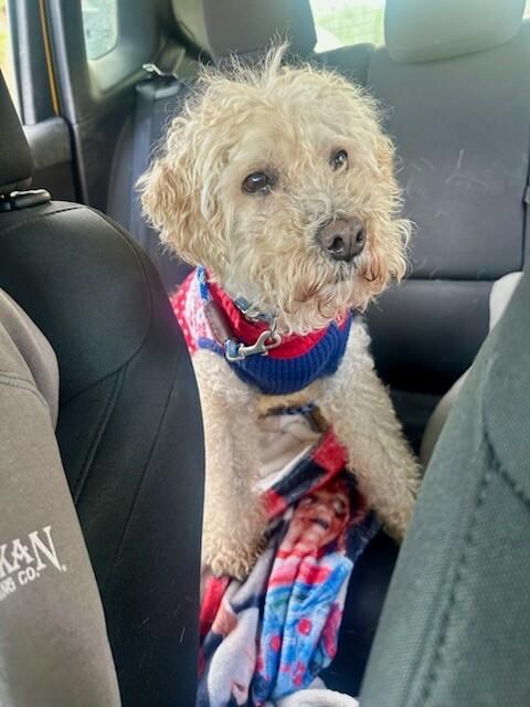 Romeo, Adoptable, Senior Male Poodle & Mixed Breed.