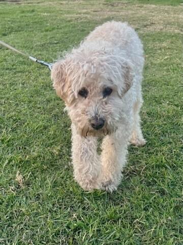 Romeo, a Adoptable mixed breed image 2/6