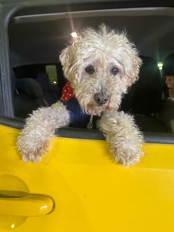 Romeo, a Adoptable mixed breed image 3/6