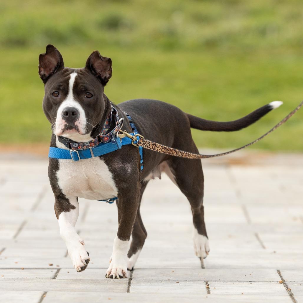 Betty Boop, a Adoptable Mixed Breed in Waukesha, WI image 1/6