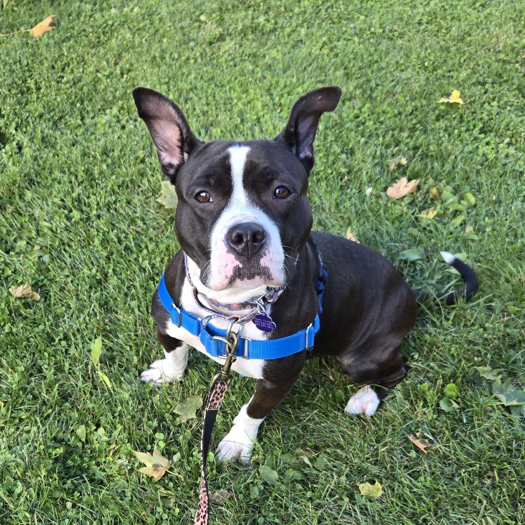 Betty Boop, a Adoptable Mixed Breed in Waukesha, WI image 2/6