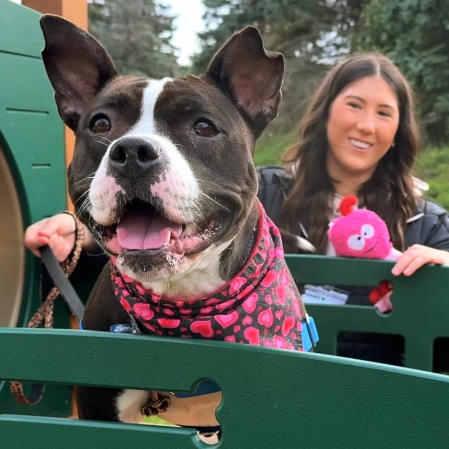 Betty Boop, a Adoptable Mixed Breed in Waukesha, WI image 3/6