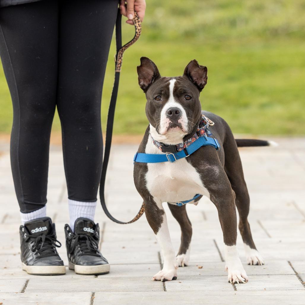 Betty Boop, a Adoptable Mixed Breed in Waukesha, WI image 5/6