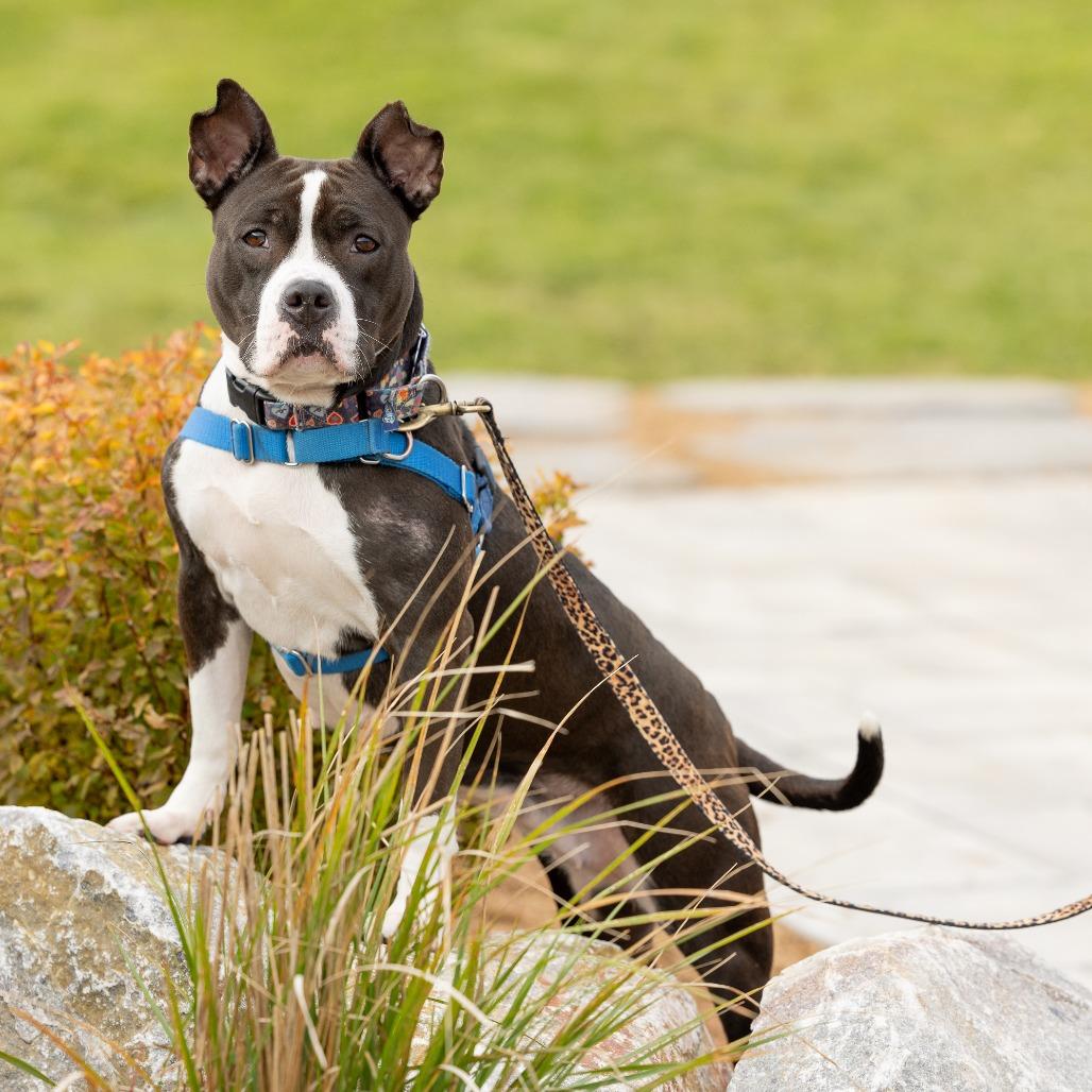 Betty Boop, a Adoptable Mixed Breed in Waukesha, WI image 6/6