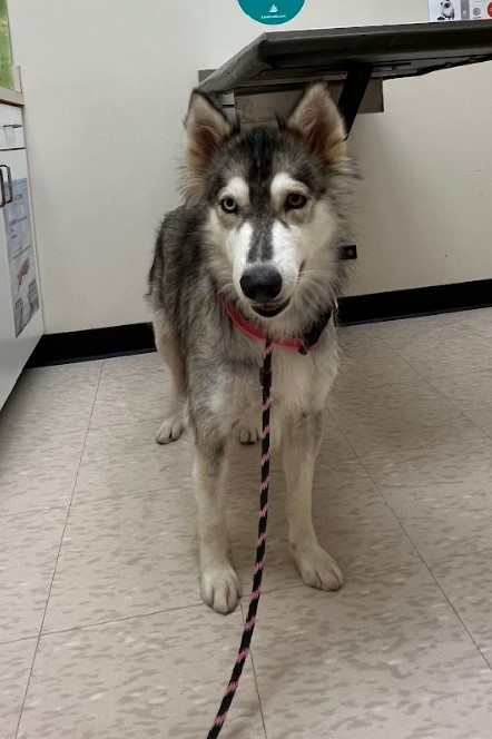 Enlarge Sasha, a Adoptable mixed breed in Sugar Land, TX image 1/18