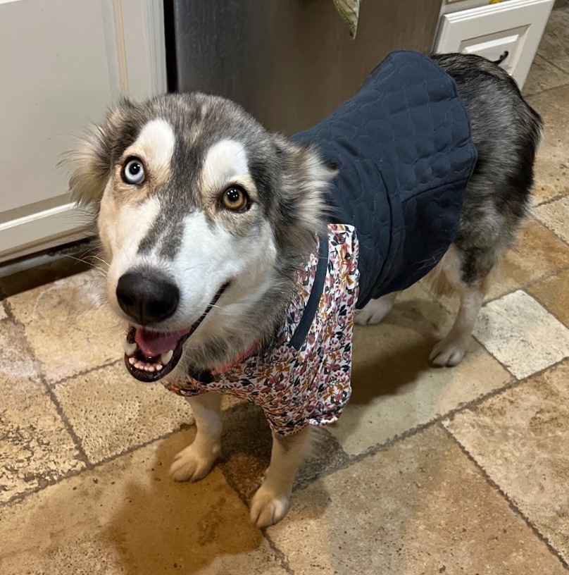 Enlarge Sasha, a Adoptable mixed breed in Sugar Land, TX image 2/18