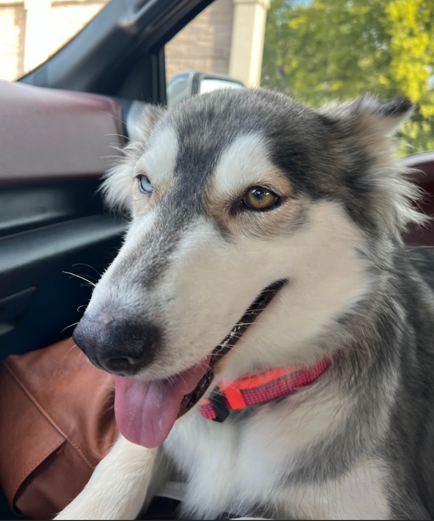 Enlarge Sasha, a Adoptable mixed breed in Sugar Land, TX image 3/18