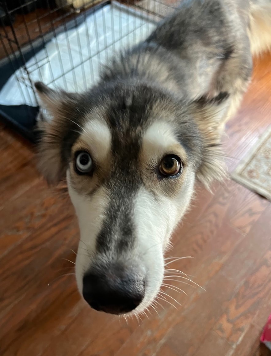 Enlarge Sasha, a Adoptable mixed breed in Sugar Land, TX image 5/18