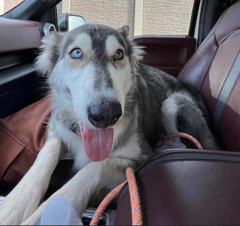 Enlarge Sasha, a Adoptable mixed breed in Sugar Land, TX image 6/18