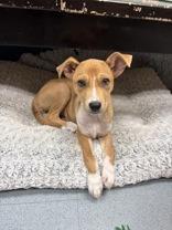 Enlarge Aelin, a ADOPTABLE Carolina Dog in Steamboat Springs, CO image 1/2