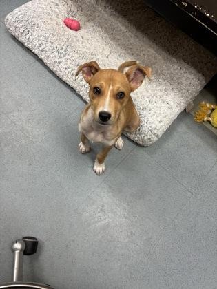 Enlarge Aelin, a ADOPTABLE Carolina Dog in Steamboat Springs, CO image 2/2
