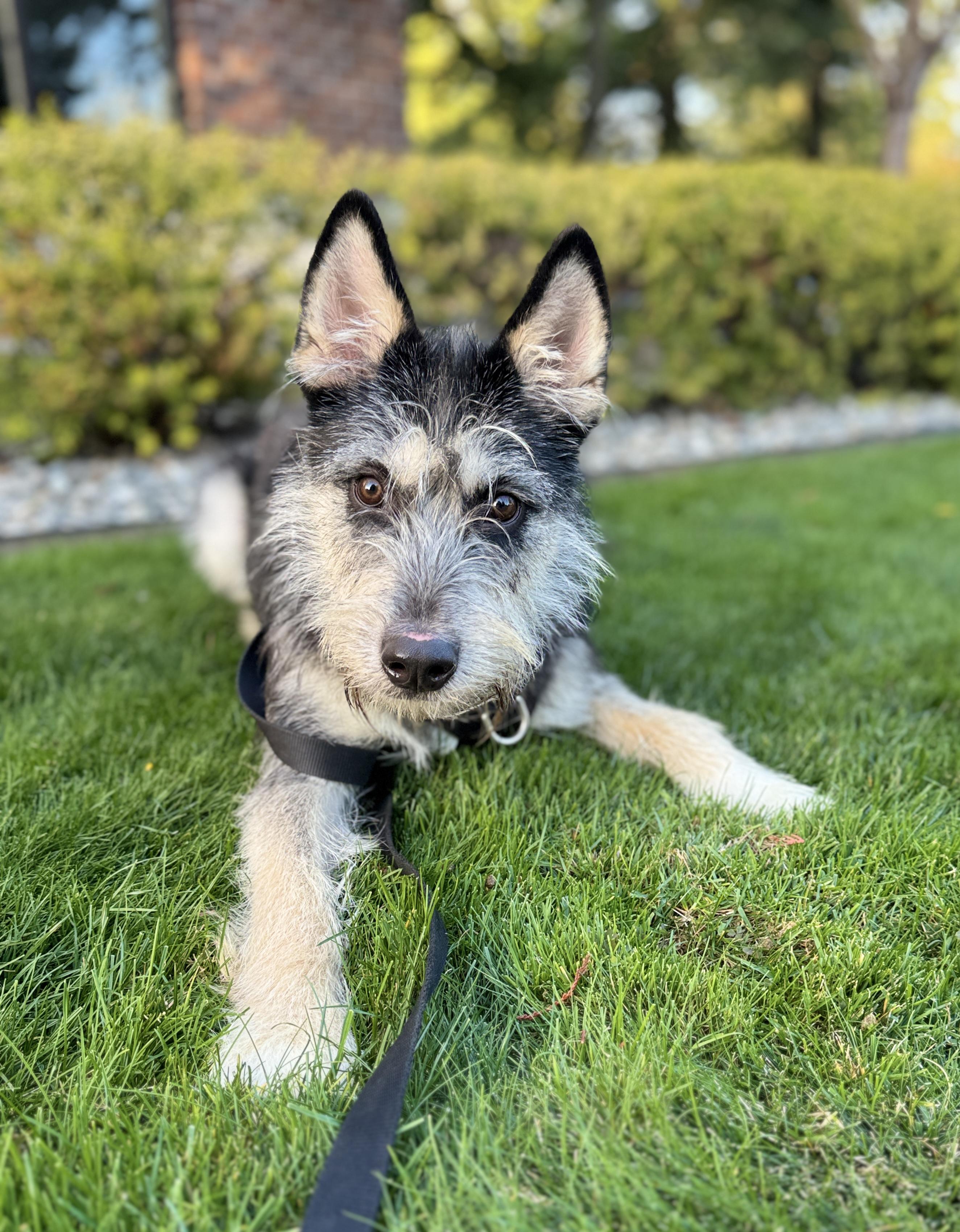Duffy, ADOPTABLE, Young • Male, Siberian Husky & Standard Schnauzer.