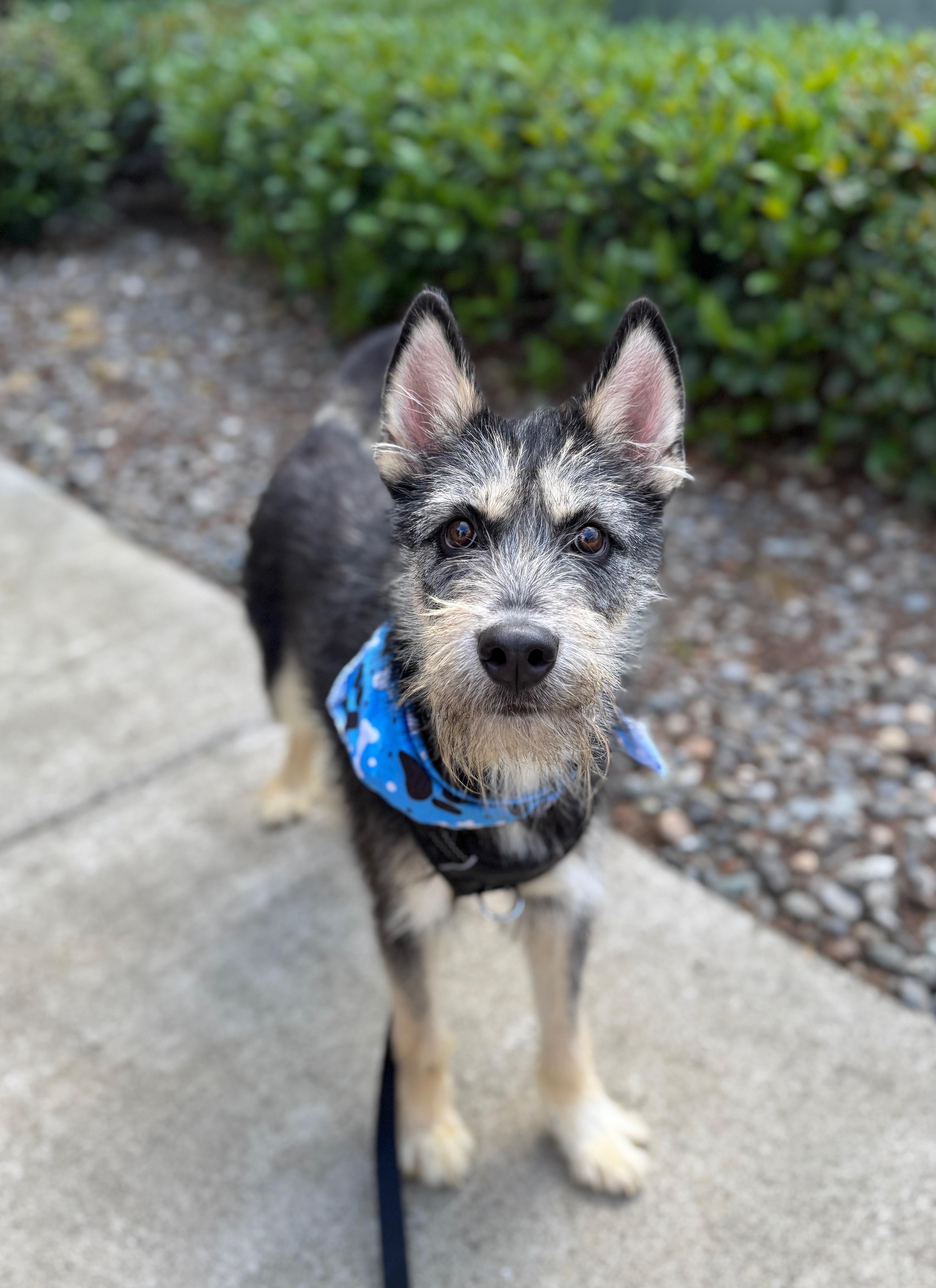 Enlarge Duffy, a Adoptable mixed breed in lynnwood , WA image 6/6