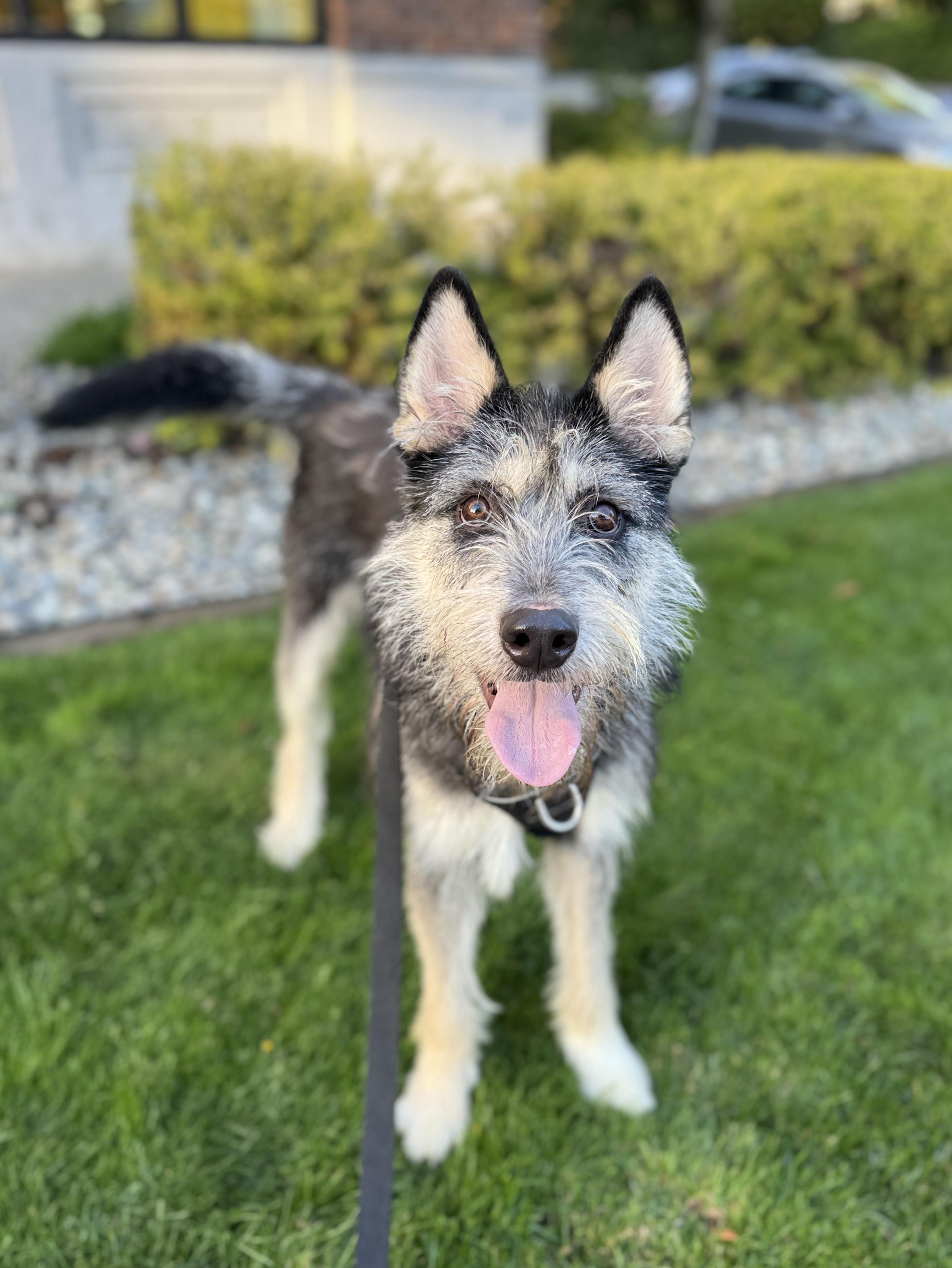 Enlarge Duffy, a Adoptable mixed breed in lynnwood , WA image 2/6