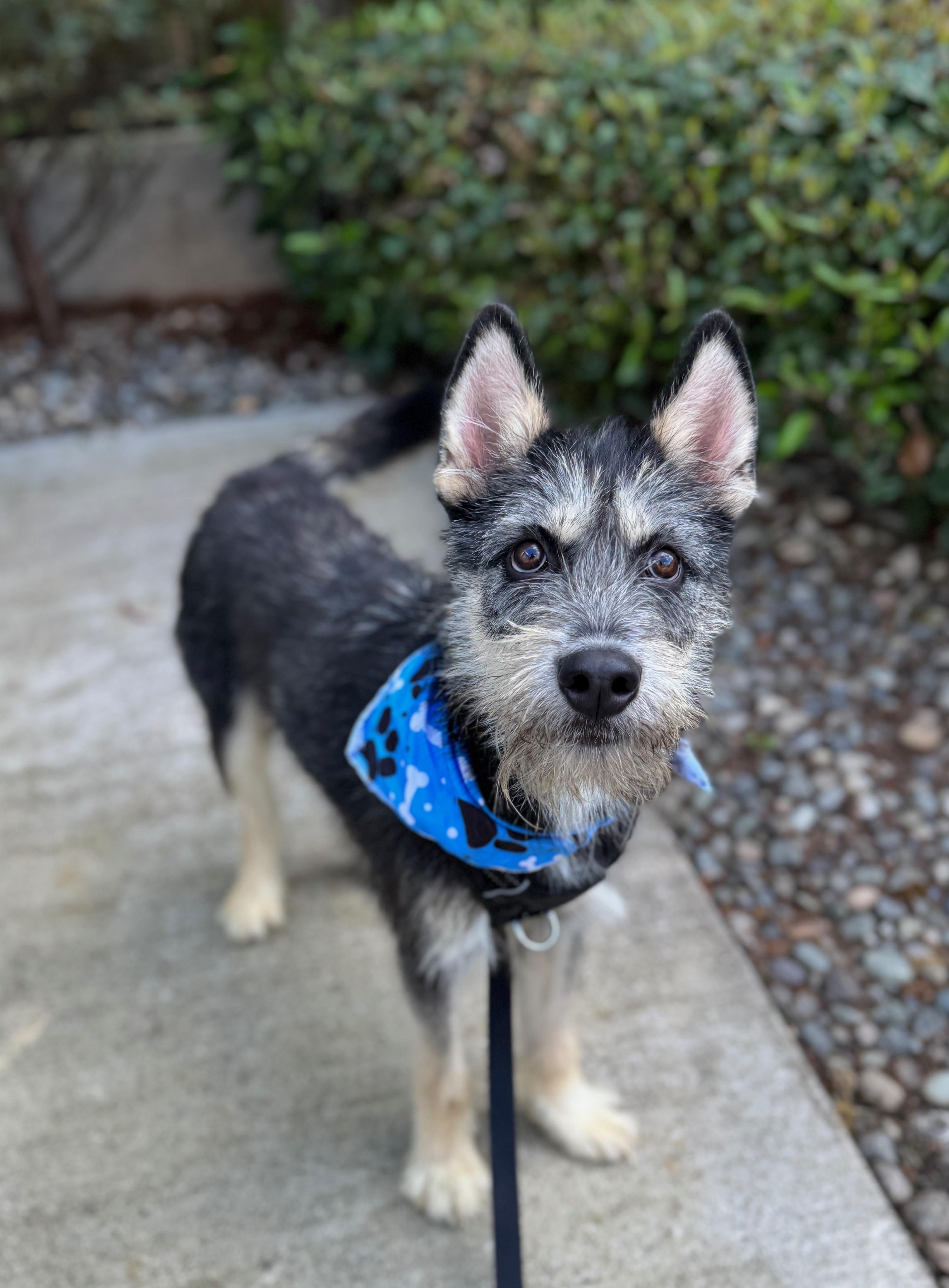 Enlarge Duffy, a Adoptable mixed breed in lynnwood , WA image 5/6