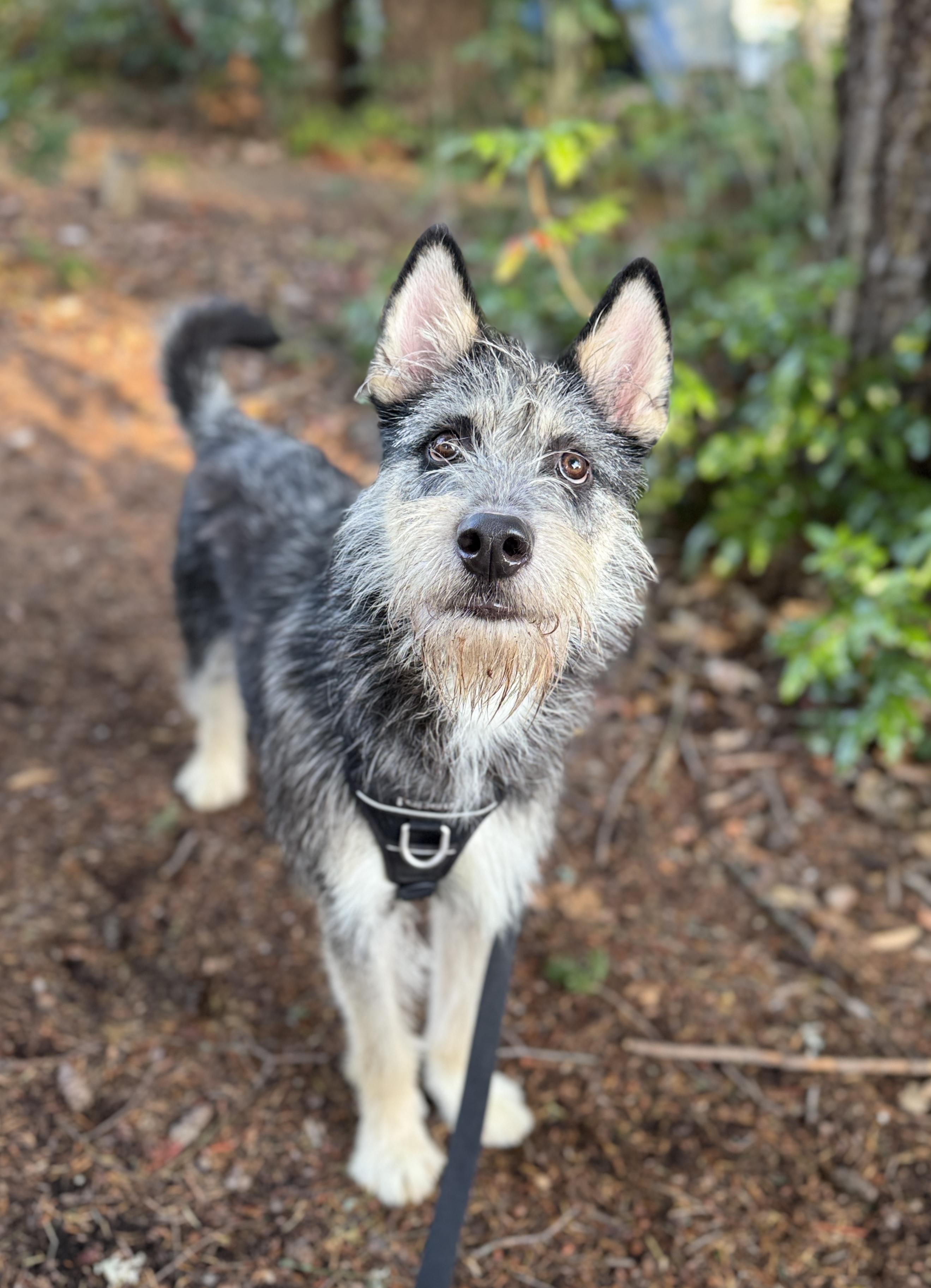 Enlarge Duffy, a Adoptable mixed breed in lynnwood , WA image 3/6