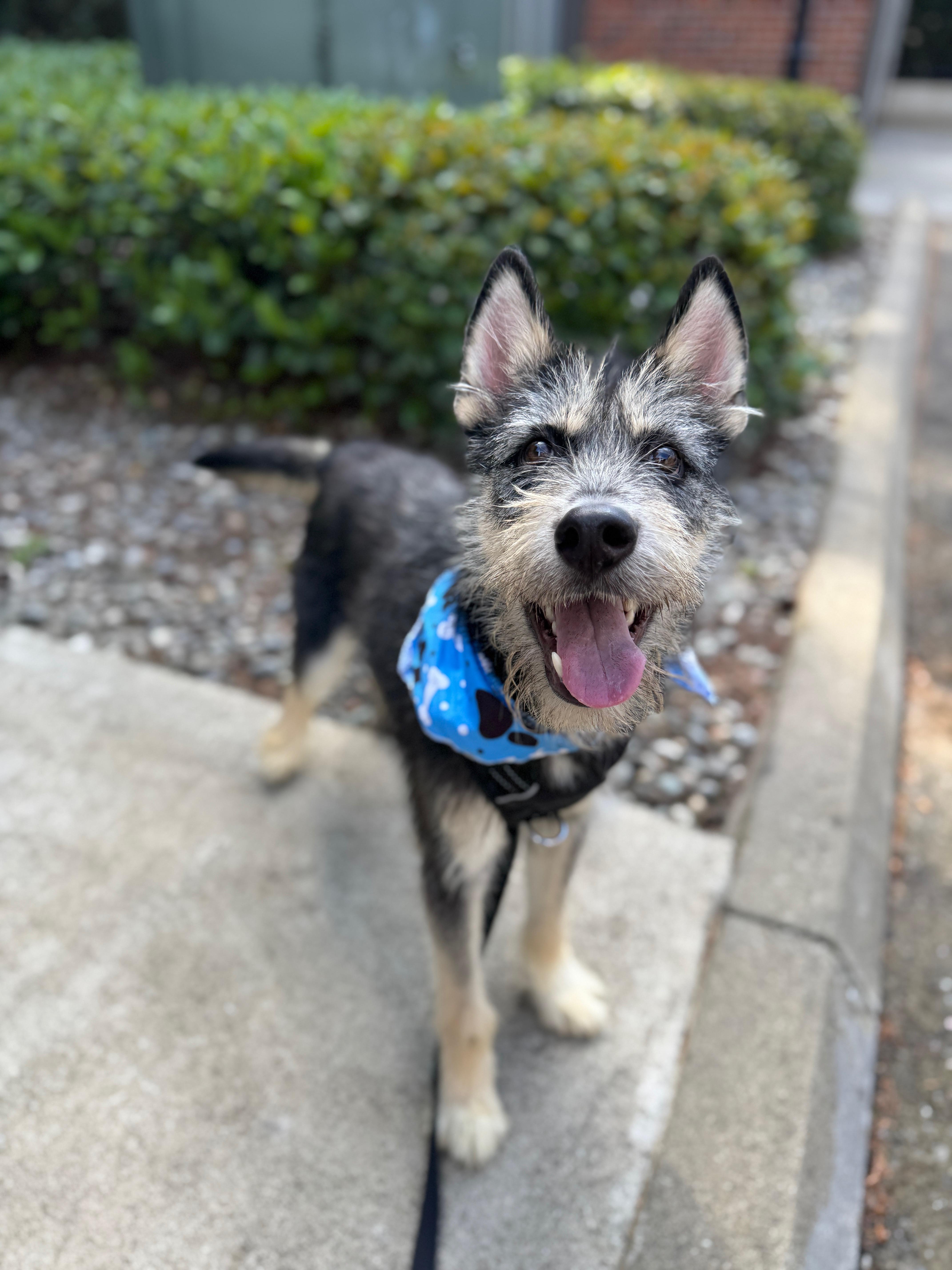 Enlarge Duffy, a Adoptable mixed breed in lynnwood , WA image 4/6
